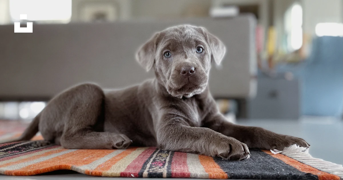 A puppy laying on a rug in a living room photo – Free Amsterdam Image ...