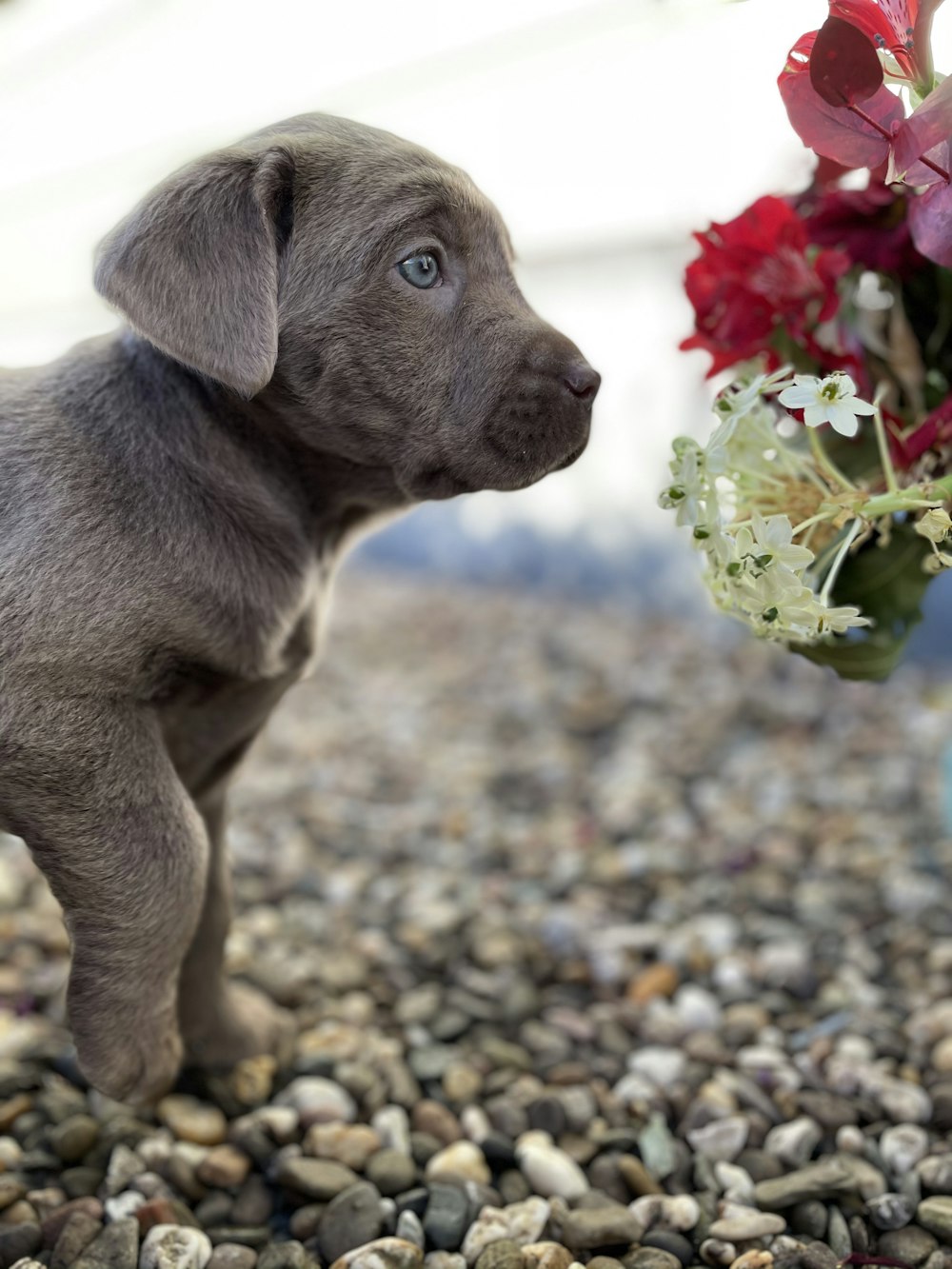 a puppy standing on a gravel ground next to a vase of flowers