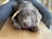A chocolate-colored puppy with soulful eyes rests its head on its paws on a wooden surface. The puppy's fur is soft and velvety, and its expression is one of calmness and innocence. In the background, a part of a person's legs is visible, dressed in charcoal gray pants.
