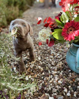 A curious beagle puppy sniffing a colorful flower in the garden.