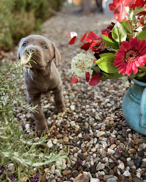 A curious beagle puppy sniffing a colorful flower in the garden.