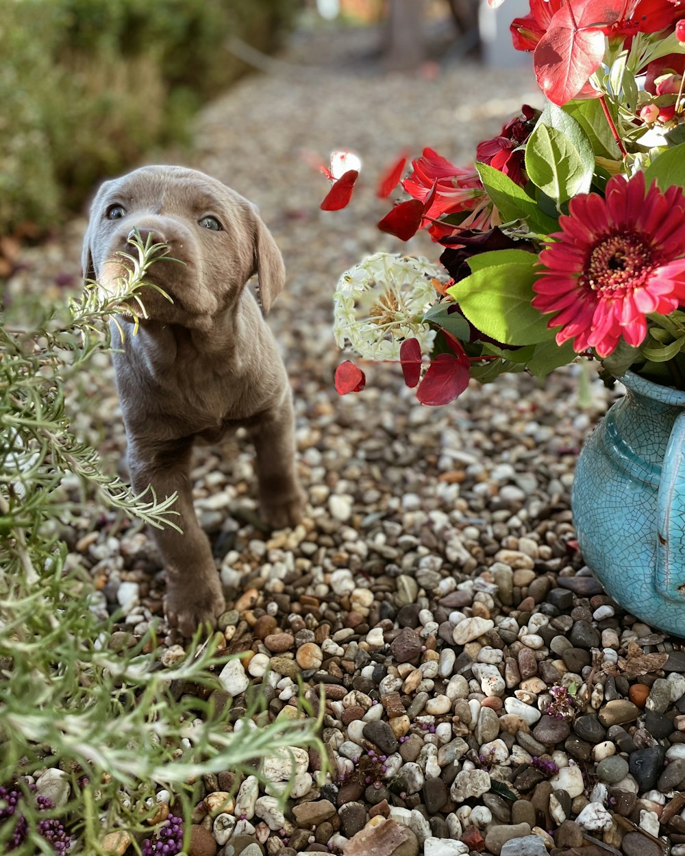 a puppy sniffing a flower in a blue vase