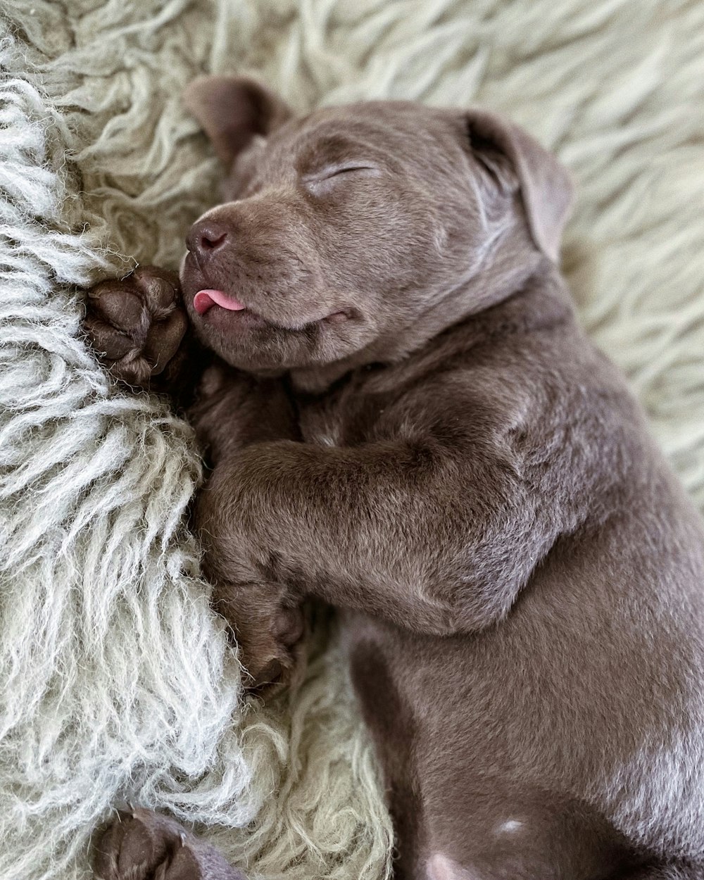 a brown puppy is sleeping on a white blanket