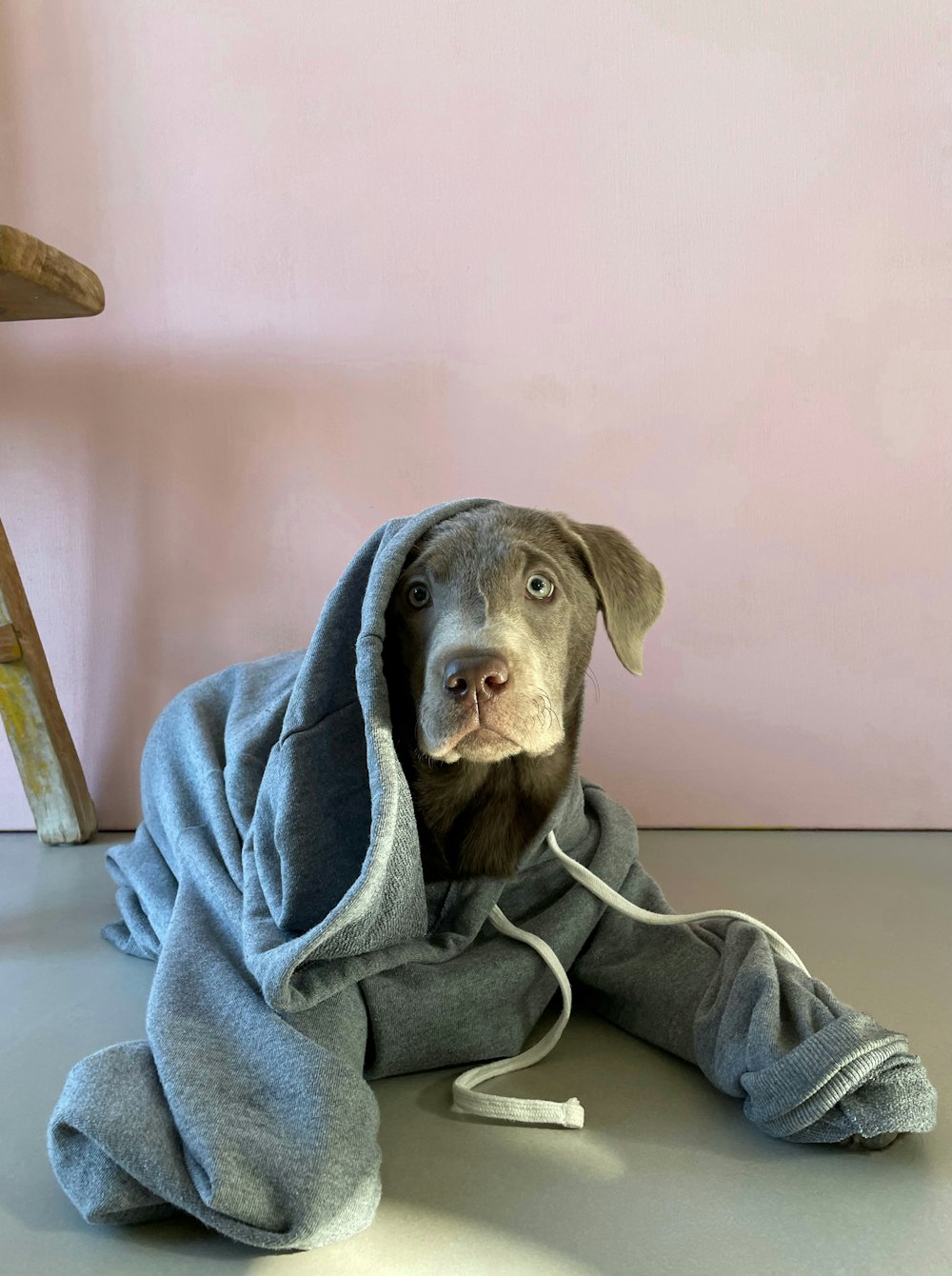 a dog wrapped in a blanket on the floor