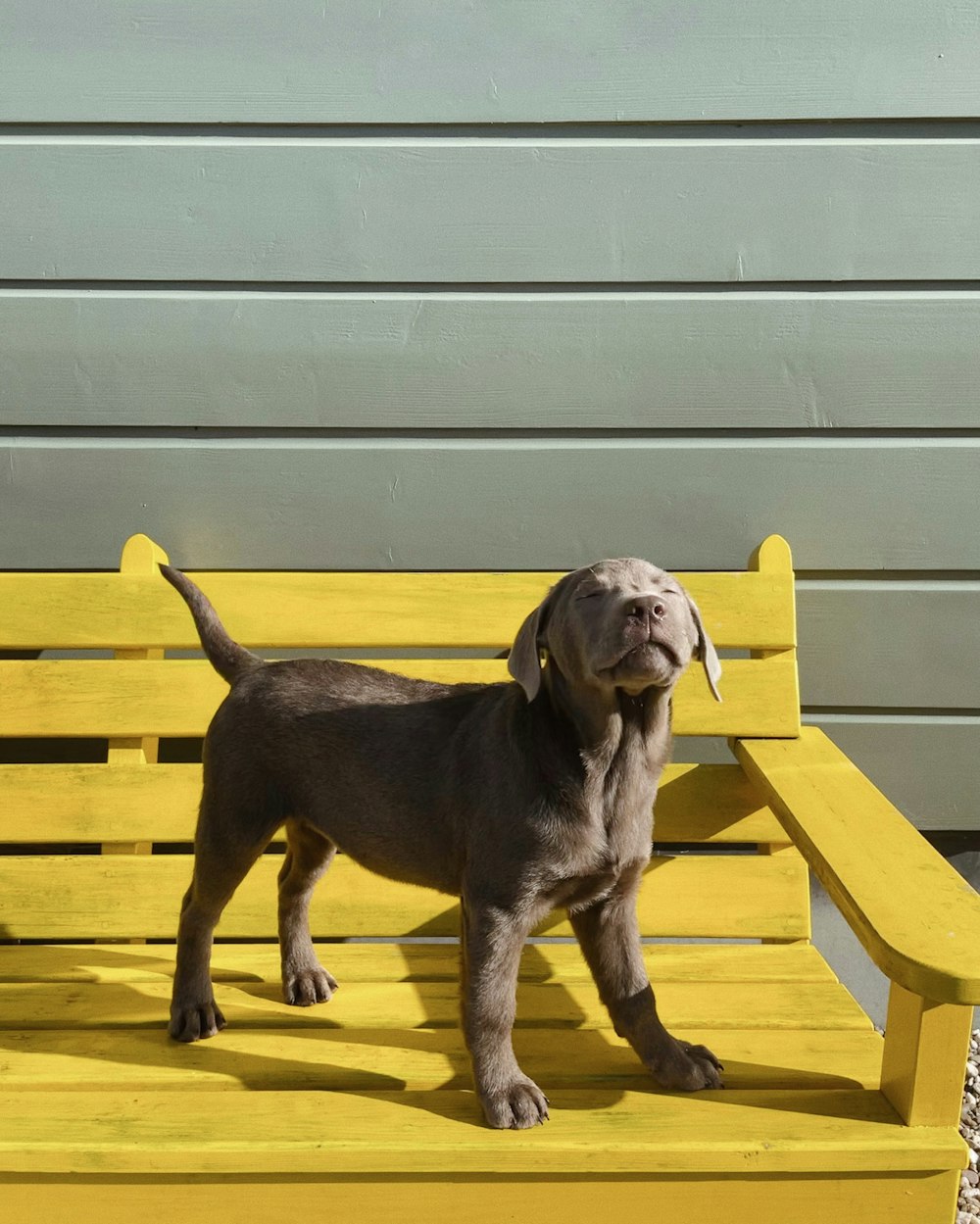 a brown dog standing on top of a yellow bench