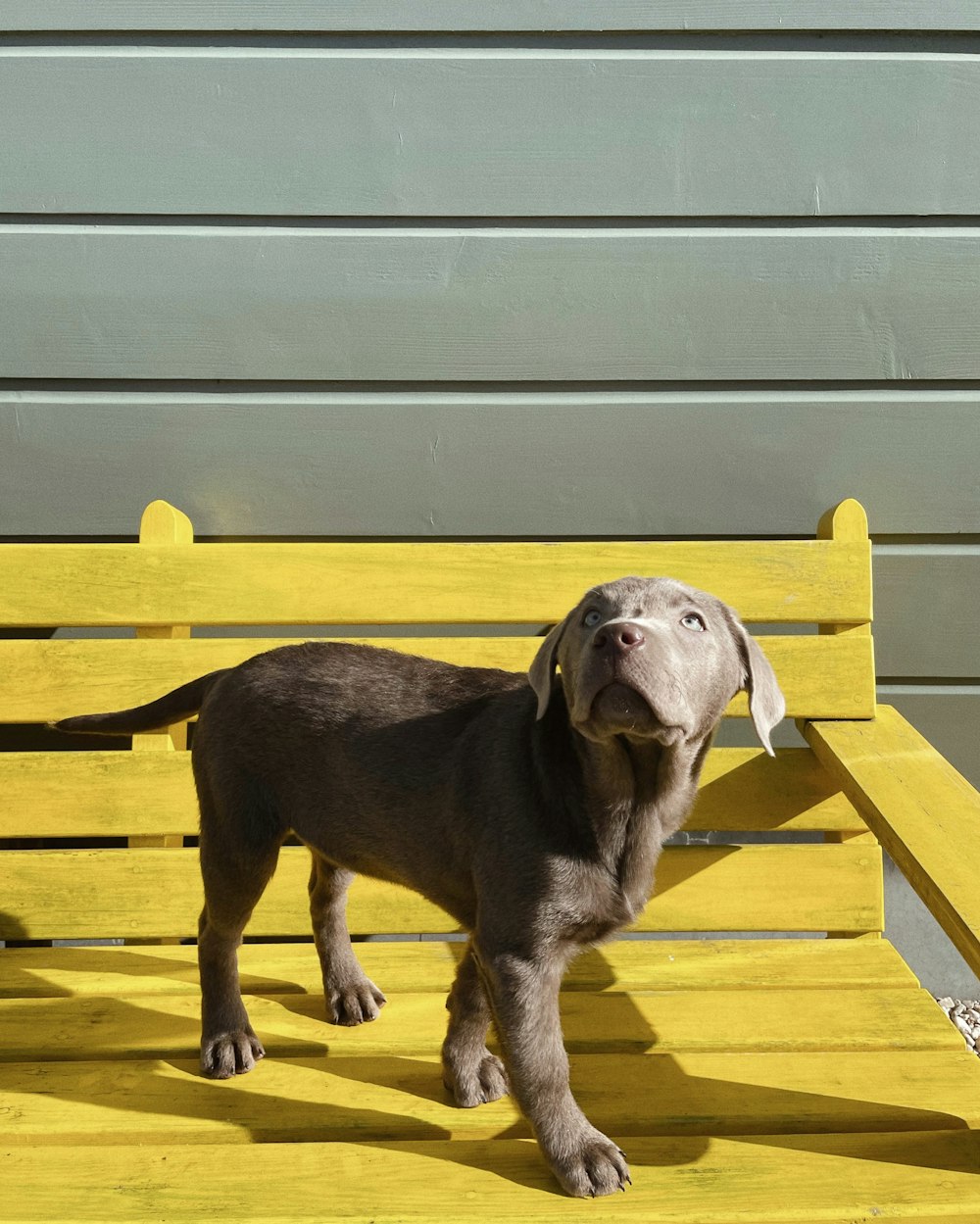 a dog standing on top of a yellow bench
