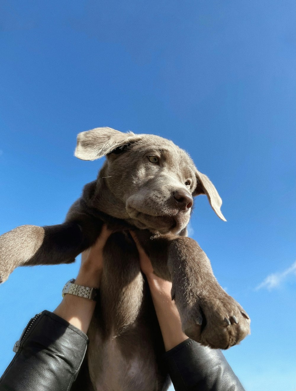 a person holding a dog up in the air