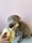 a dog is eating a banana with its mouth