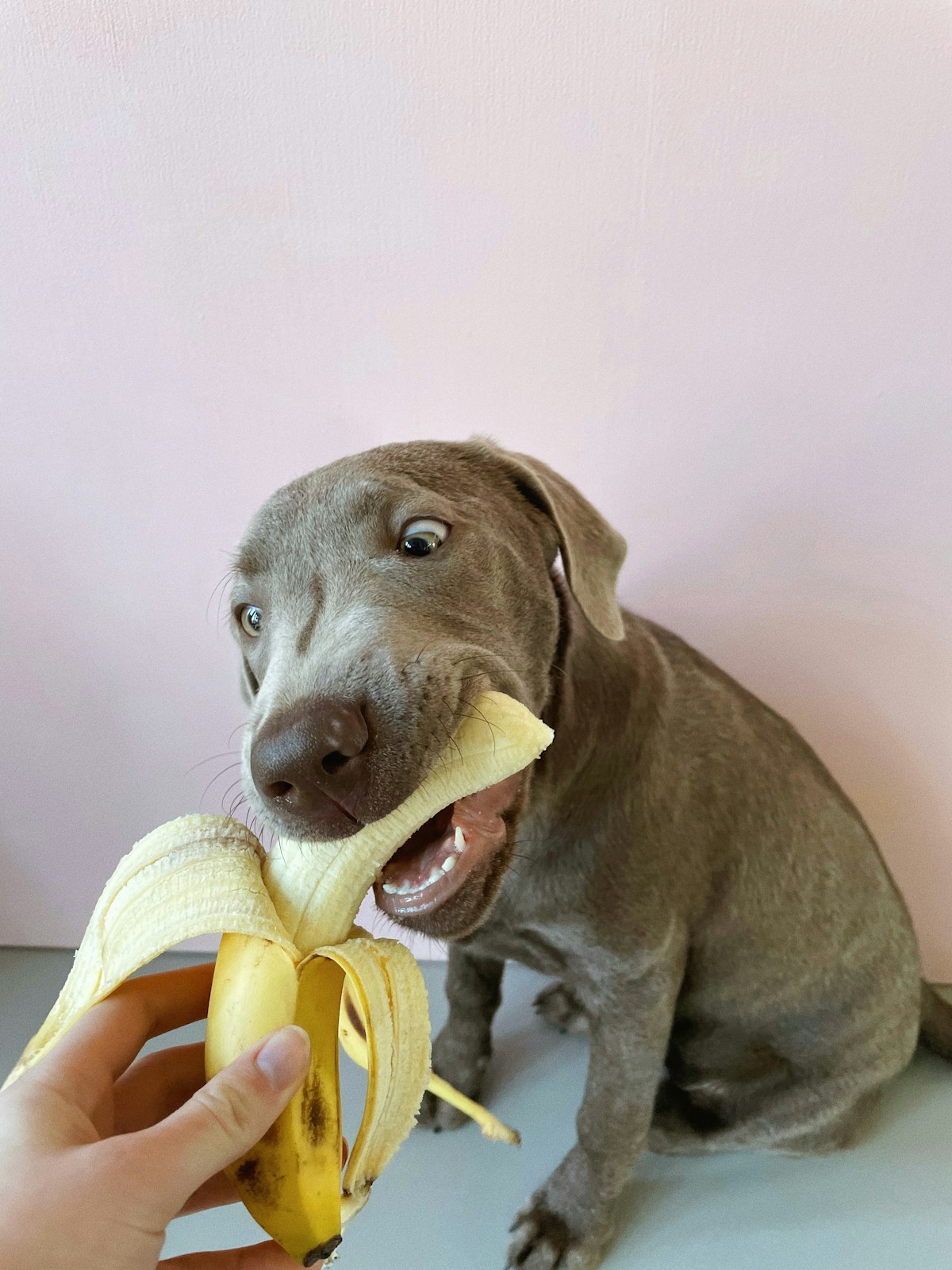 Filhote cinza sentado mordendo uma banana descascada que a tutora segura