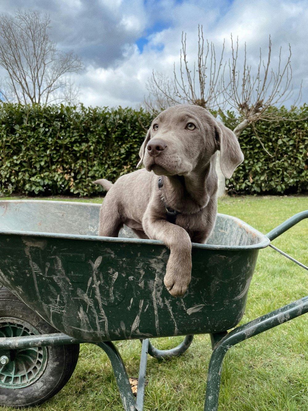 a dog sitting in a wheelbarrow in the grass