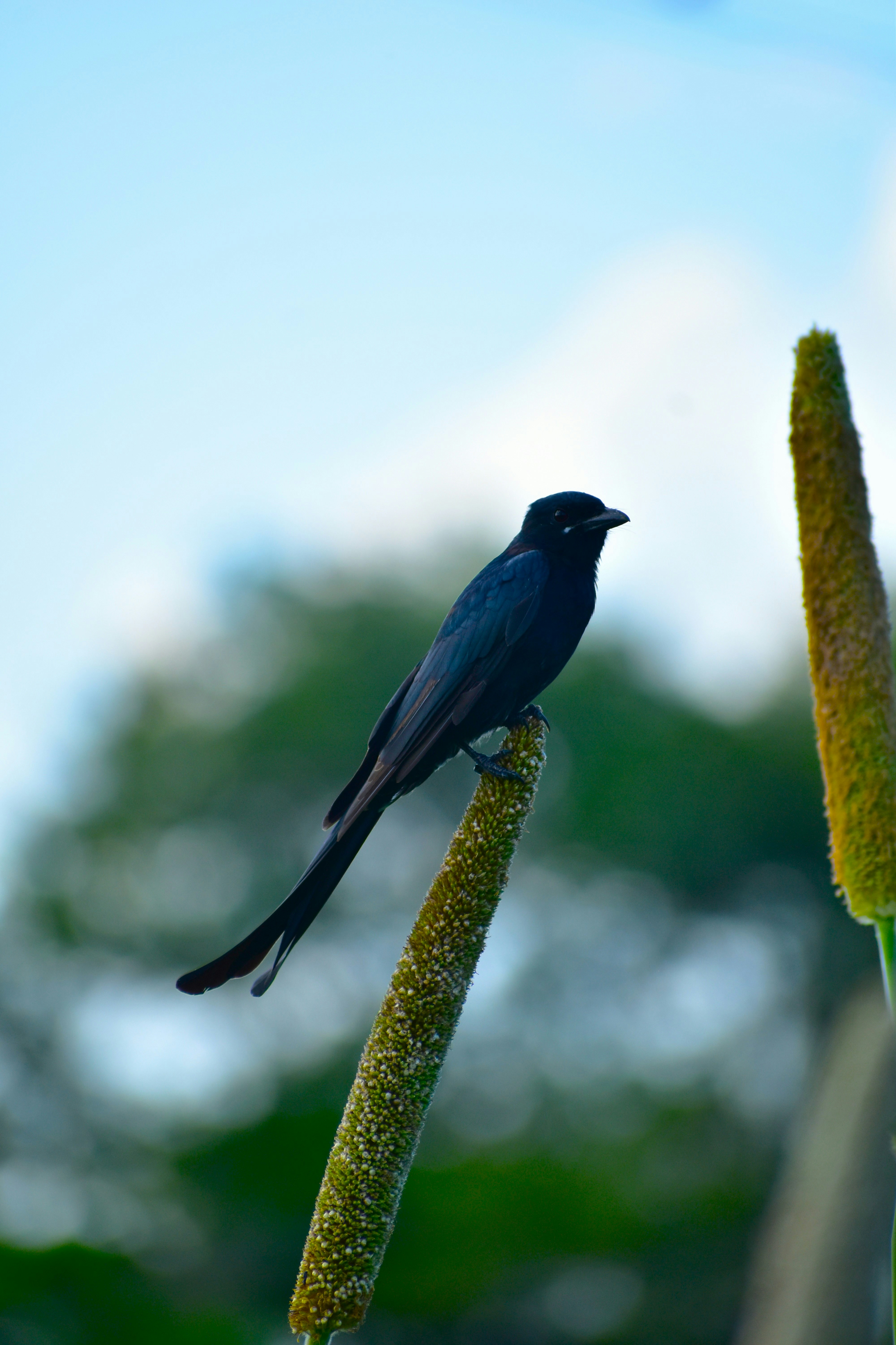 Photo by abhishek008