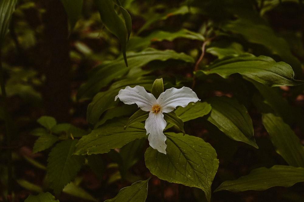 a white flower with a yellow center surrounded by green leaves