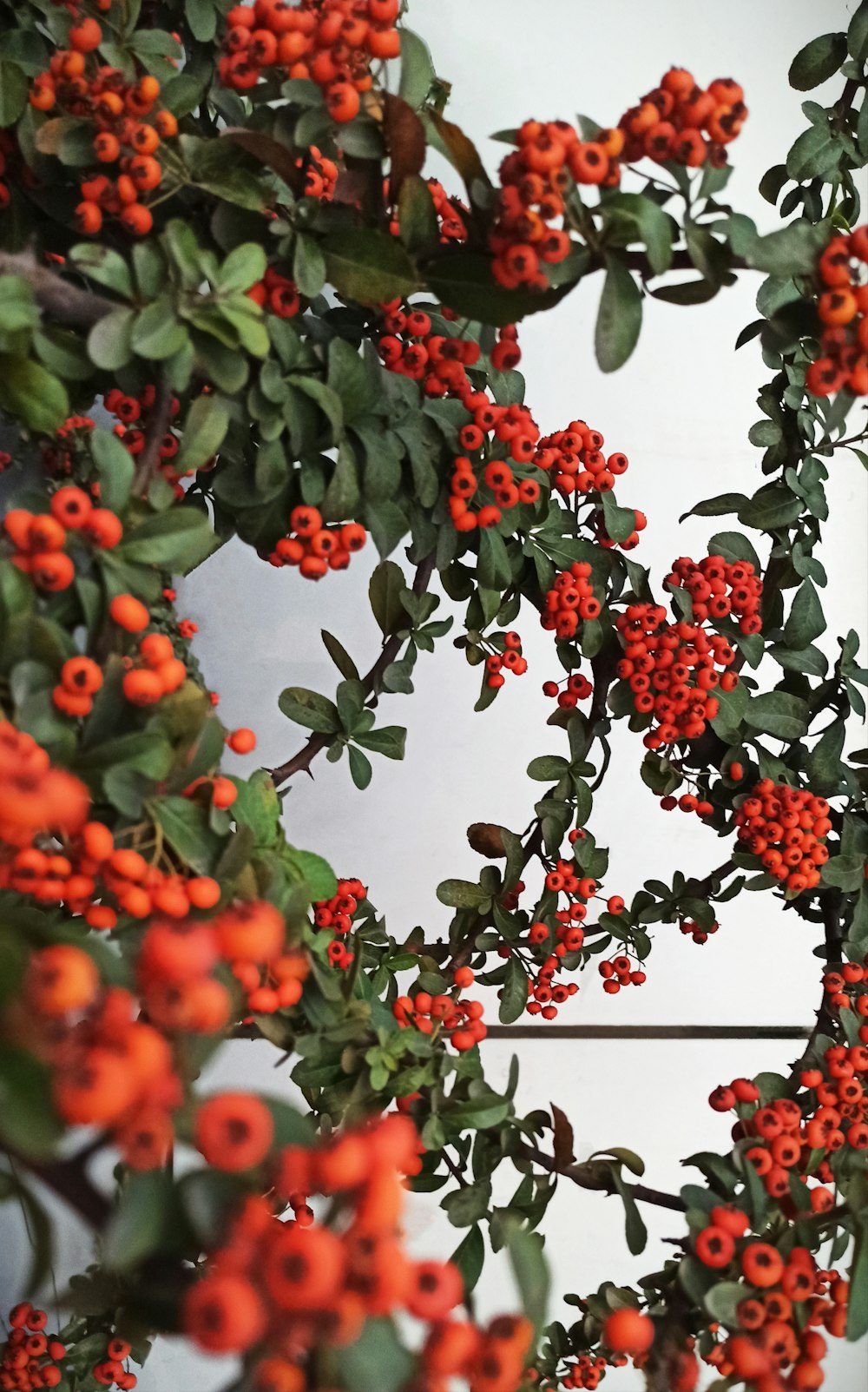 a close up of a bush with red berries