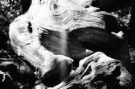 Close-up of intricate textures on weathered wood, highlighting natural patterns.