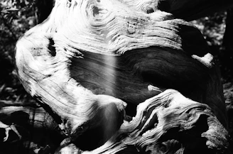 Close-up of intricate textures on weathered wood, highlighting natural patterns.