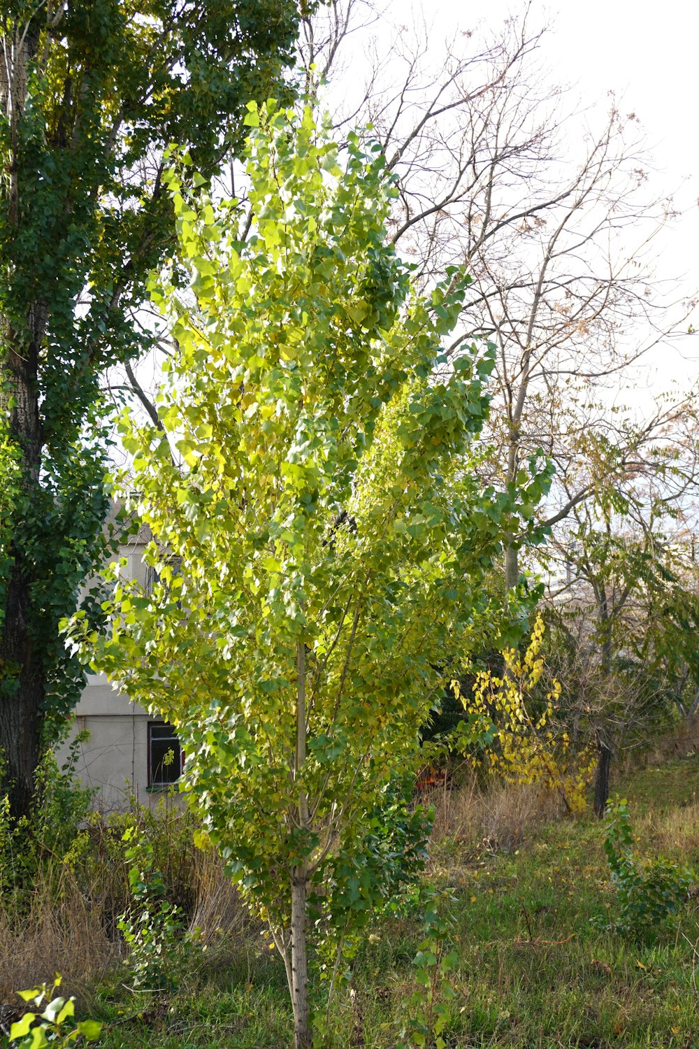 a small tree in the middle of a field