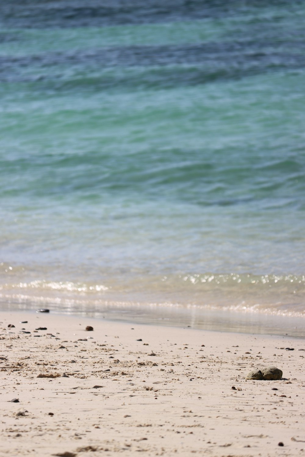 a bird standing on a beach next to the ocean