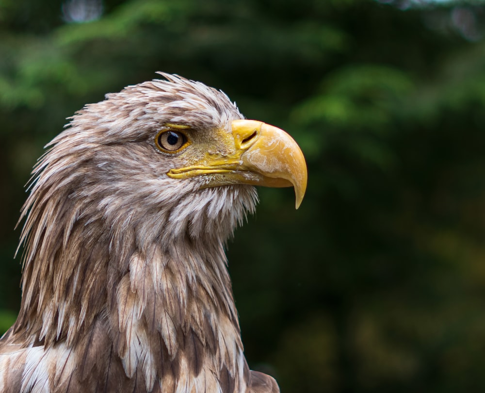 a close up of a bird of prey with trees in the background