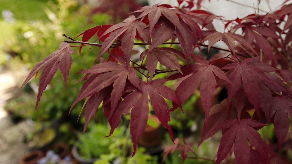 a close up of a tree with red leaves