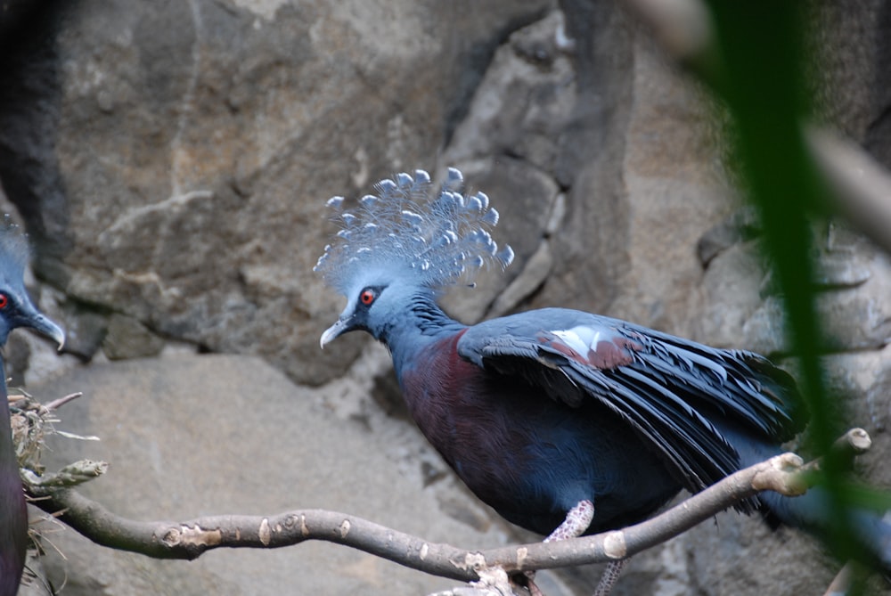 a couple of birds sitting on top of a tree branch