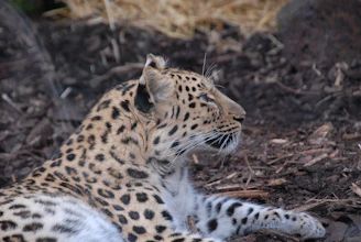 A leopard is lying down on a bed of bark and dirt. Its body is covered in characteristic dark spots and rosettes on a golden-brown coat. The animal is facing sideways, looking into the distance with a calm and relaxed posture. The background consists of scattered dry leaves and wooden debris.