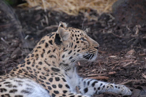 A leopard is lying down on a bed of bark and dirt. Its body is covered in characteristic dark spots and rosettes on a golden-brown coat. The animal is facing sideways, looking into the distance with a calm and relaxed posture. The background consists of scattered dry leaves and wooden debris.