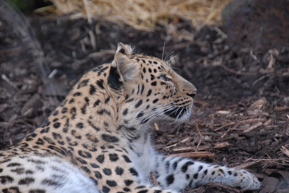 a leopard laying on the ground in the dirt