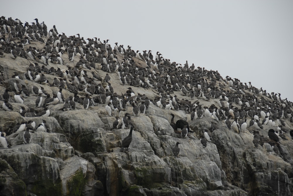 a large flock of birds sitting on top of a rocky cliff