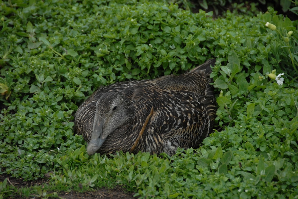 a bird that is laying down in the grass