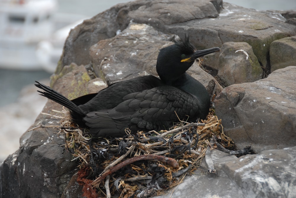 Ein schwarzer Vogel sitzt auf einem Nest