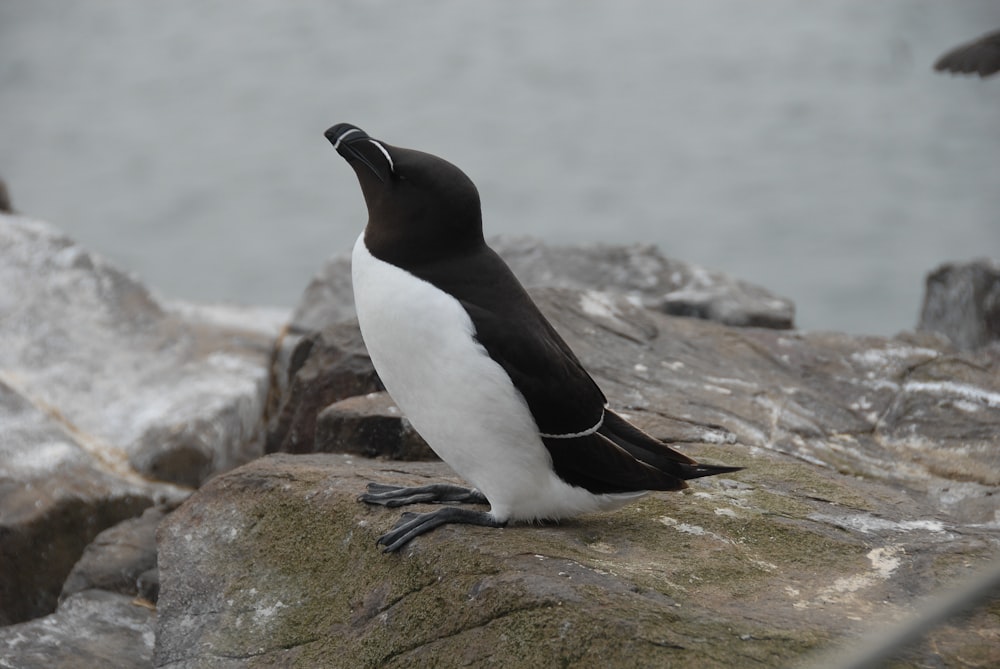 a black and white bird sitting on top of a rock