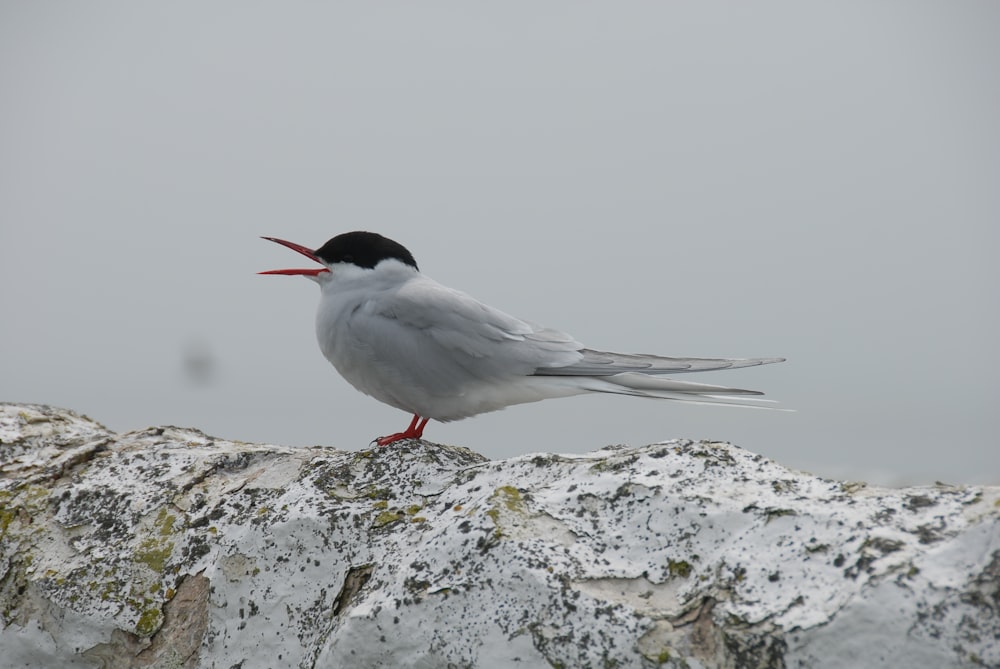 a white and black bird standing on a rock