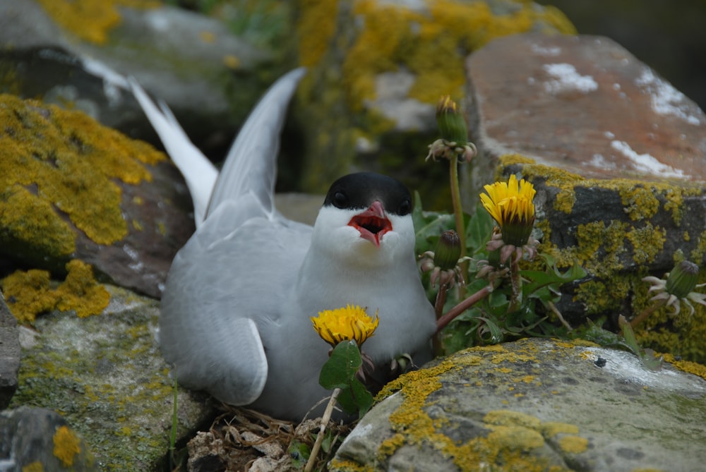 a small white bird sitting on top of a pile of rocks