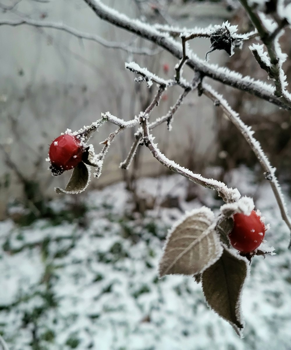 un paio di bacche che sono su un albero