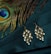 A pair of ornate earrings with pearl-like beads sits atop a deep green fabric. Adjacent to the earrings, a vibrant peacock feather displays its rich colors, with shades of blue, green, and brown in its eye pattern.