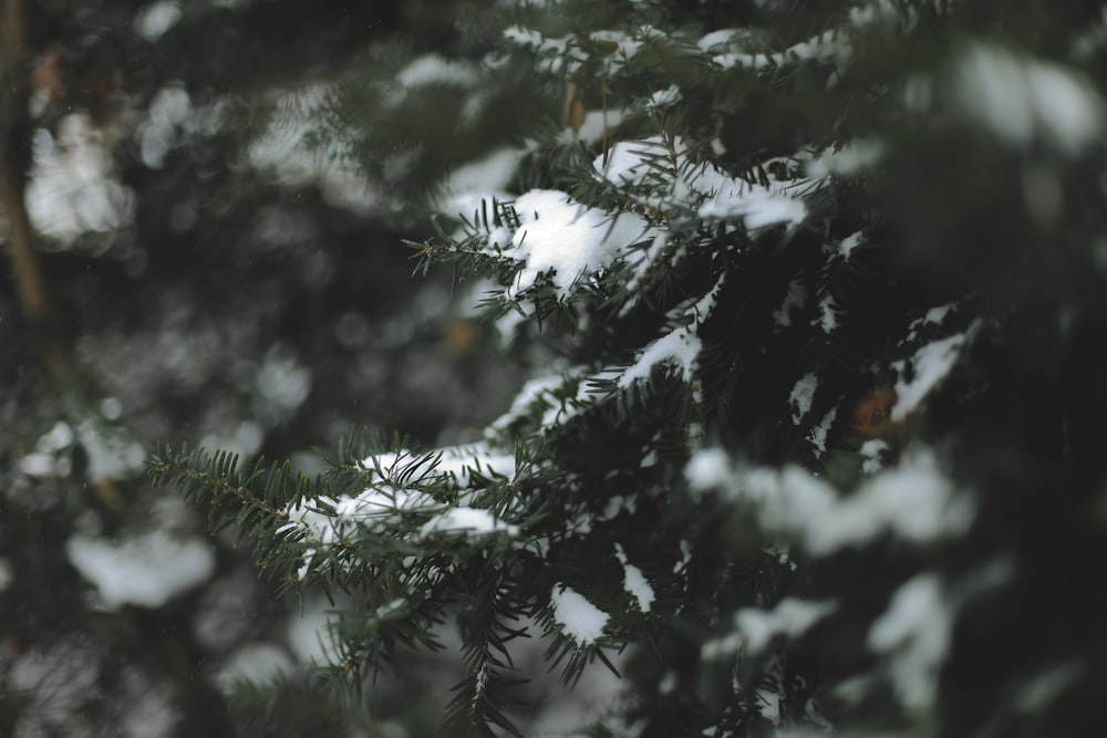 a close up of a pine tree with snow on it