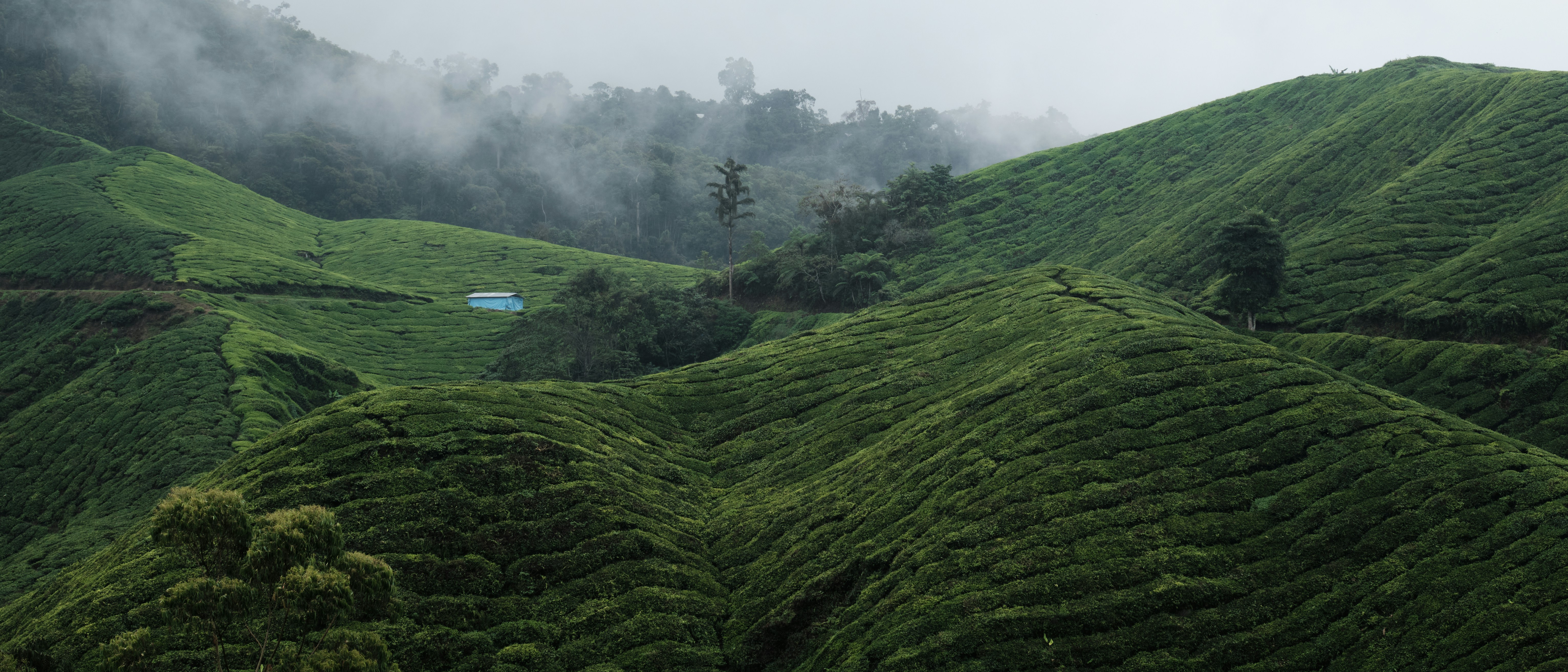 a lush green hillside covered in lots of trees, Tea plantation in the cameron highlands