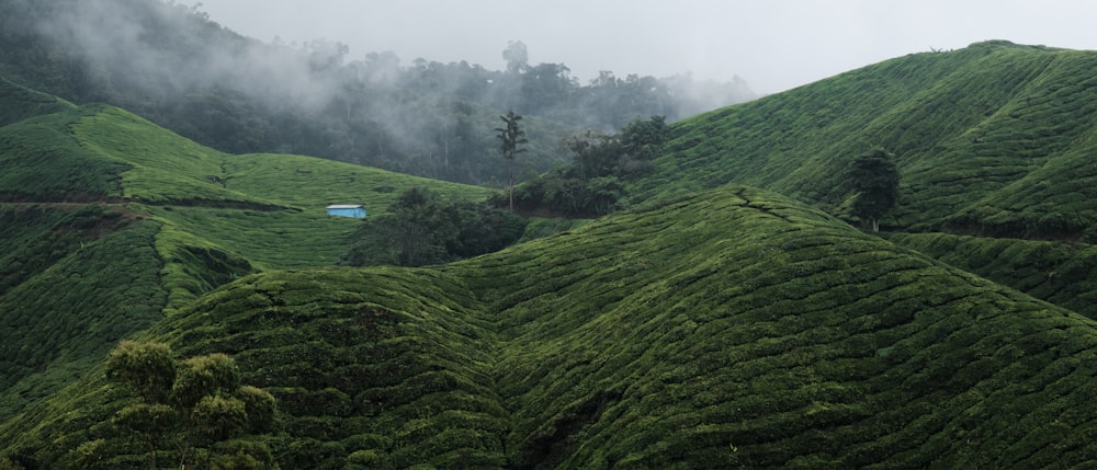 a lush green hillside covered in lots of trees