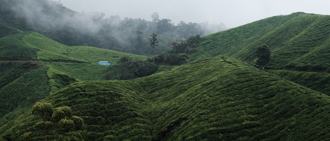 a lush green hillside covered in lots of trees, Tea plantation in the cameron highlands