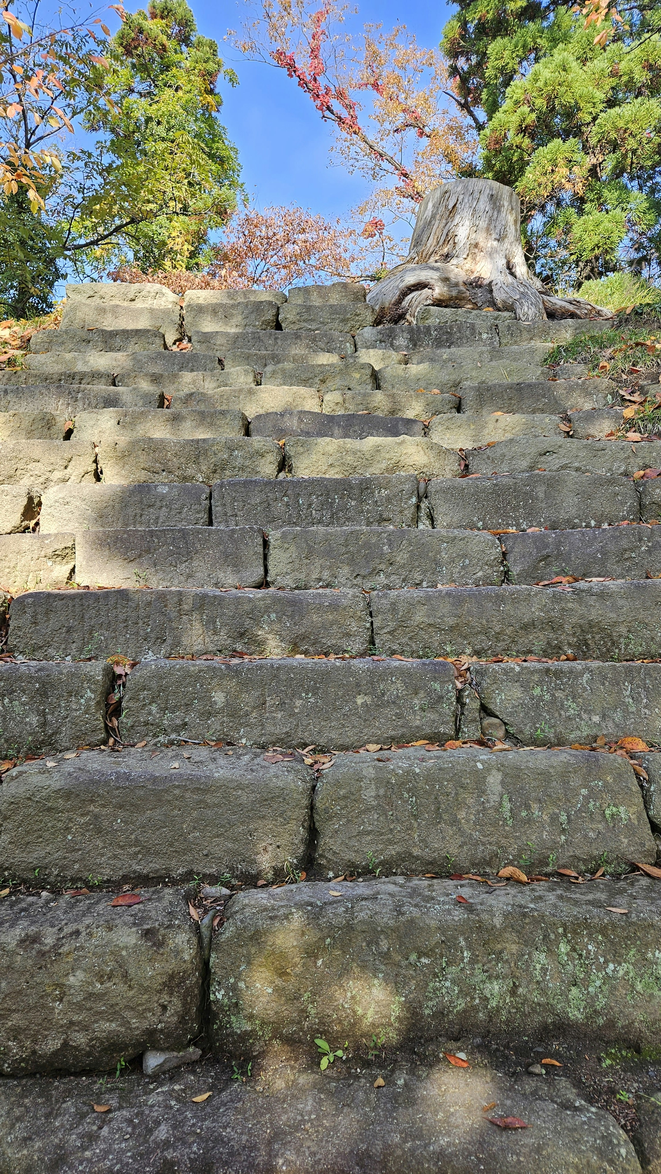 stone steps with moss growing on them in a park