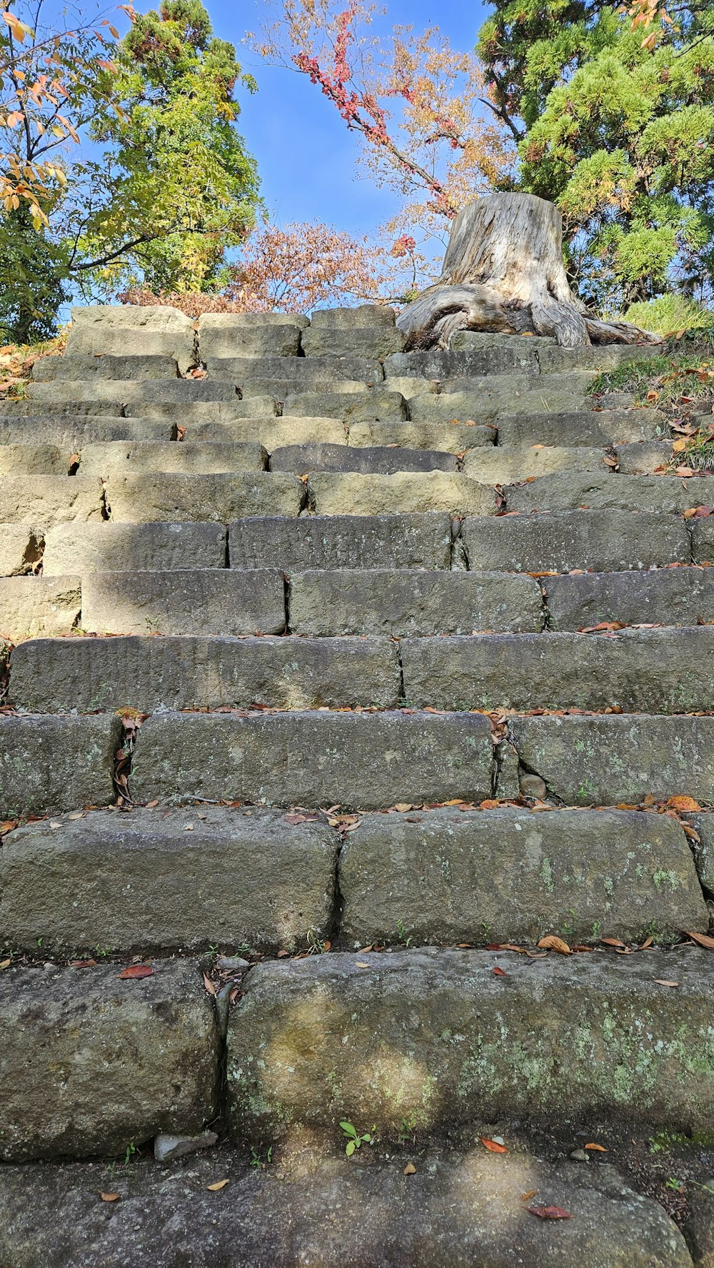 stone steps with moss growing on them in a park
