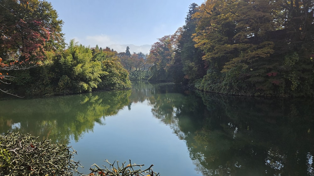 a body of water surrounded by lots of trees