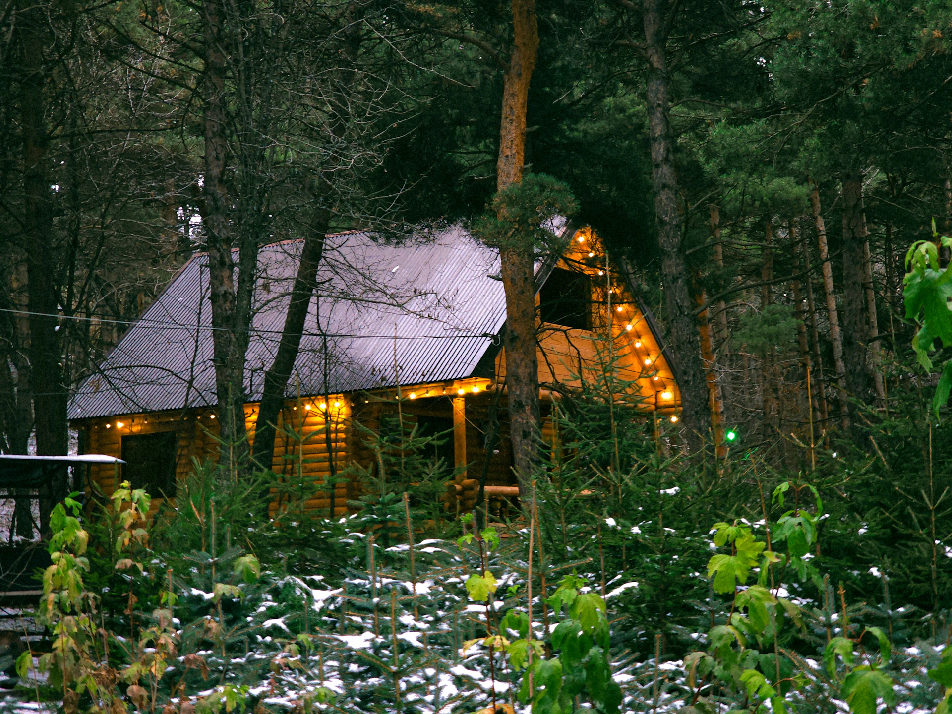 Cozy wooden lodge rooms nestled among towering trees, with warm lights glowing softly in the early evening.