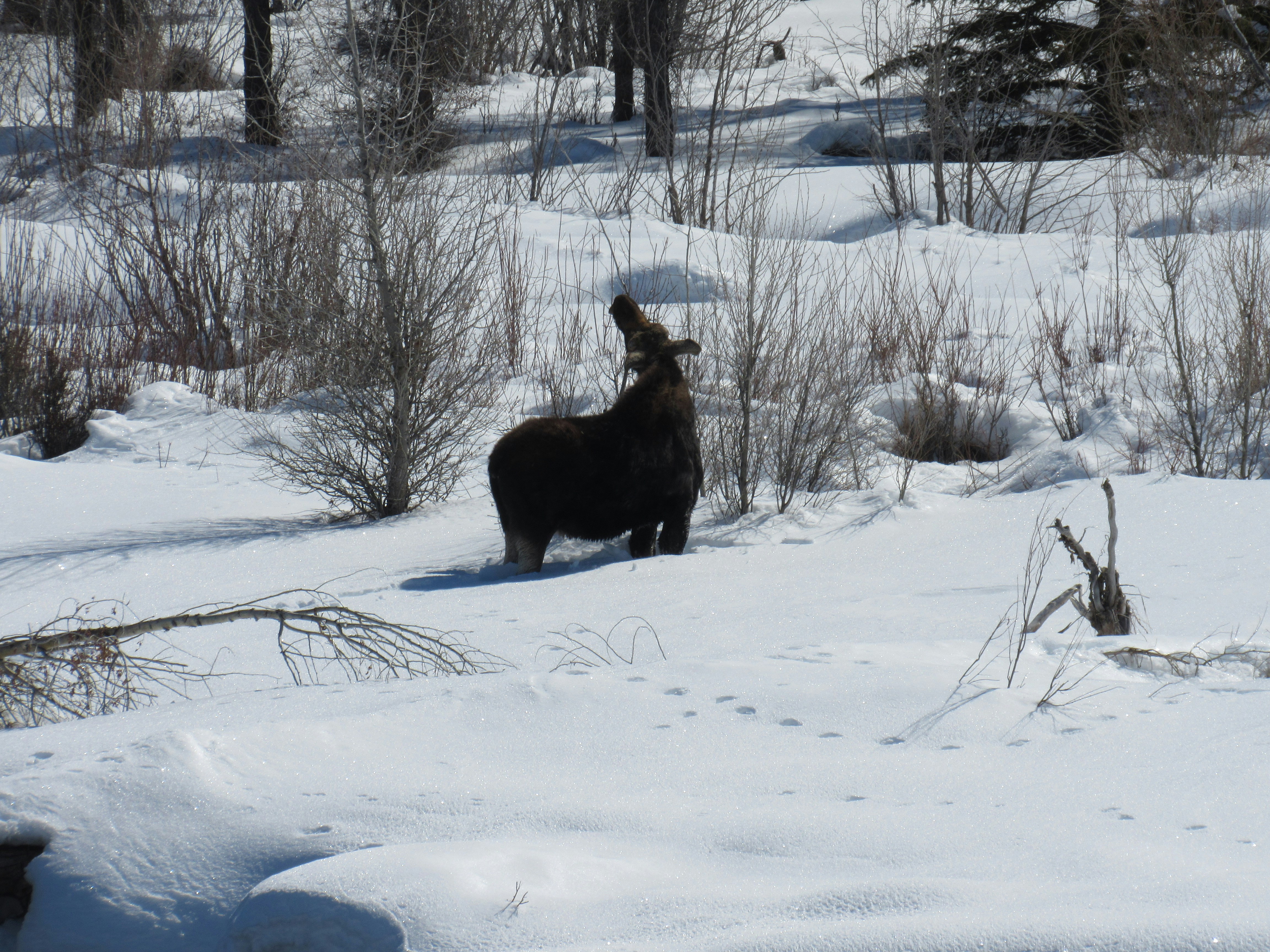 A moose in the snow in Jackson Hole, Wyoming.