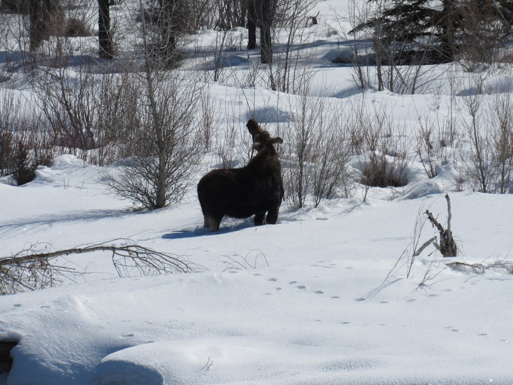 a black animal standing in a snowy field