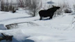 a black bear walking across a snow covered field