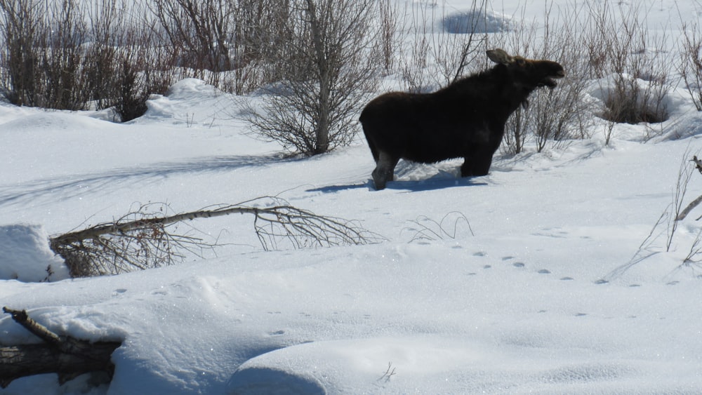 a black bear walking across a snow covered field
