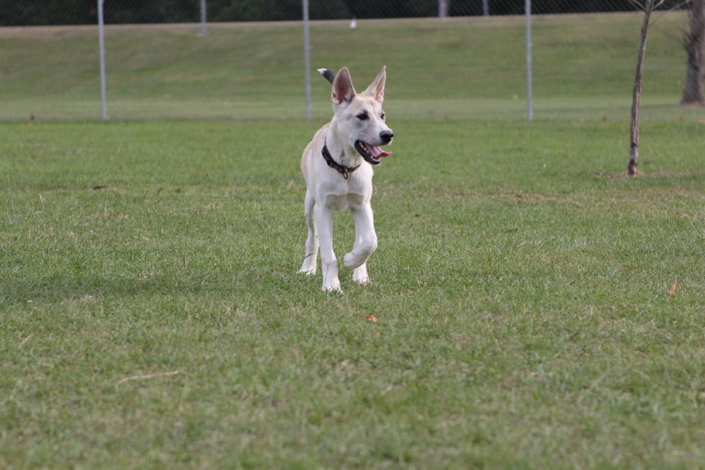 a dog running in the grass with a frisbee in its mouth