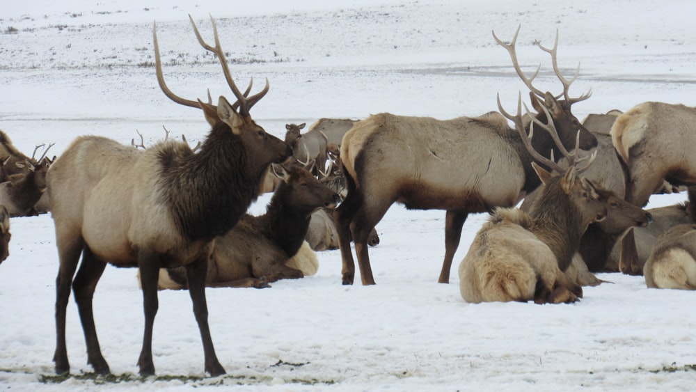 Eine Herde Elche steht auf einem schneebedeckten Feld