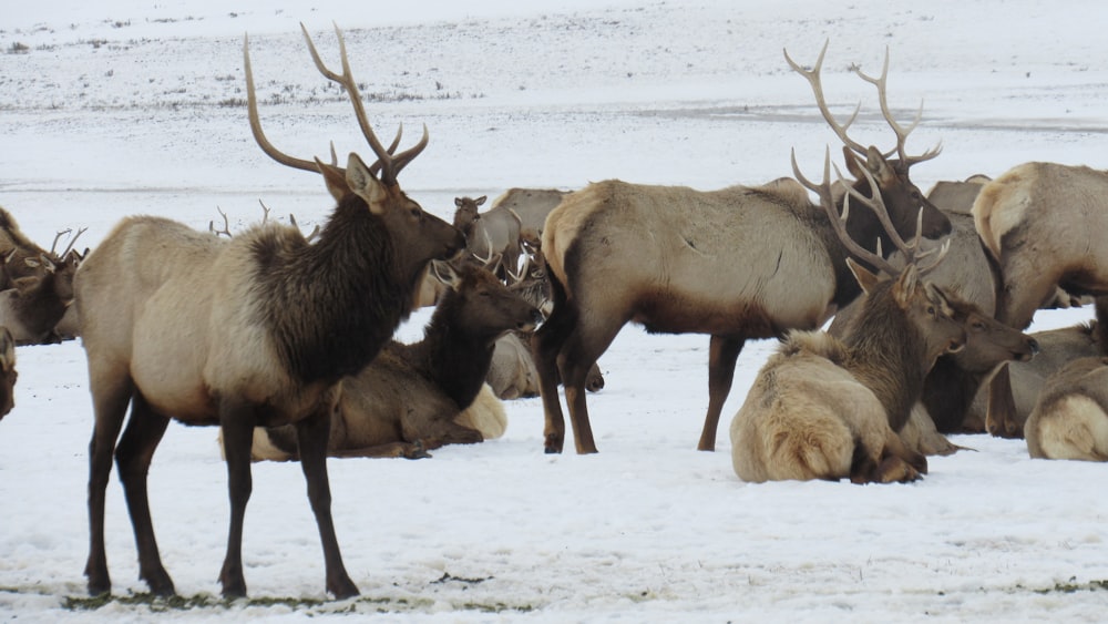 a herd of elk standing on top of a snow covered field